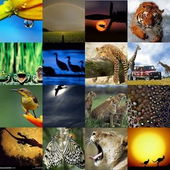 Fauna And Fauna