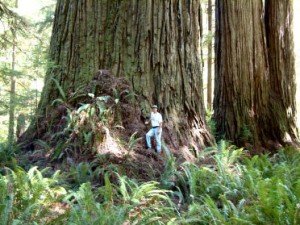 How Many Trees Are Really Saved Through Paperless Statements